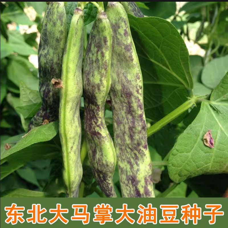 东北大马掌油豆角种子花纹肉厚扁片长豆采摘长