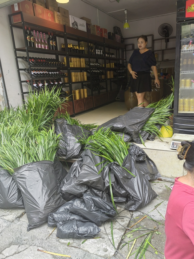 贵州五香草，原产地发货，诚信经营，欢迎采购商实地考察
