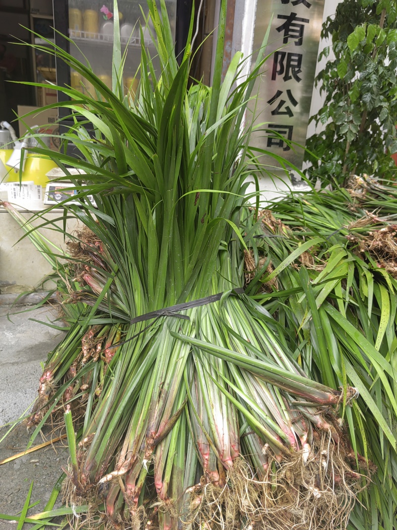 贵州五香草，原产地发货，诚信经营，欢迎采购商实地考察