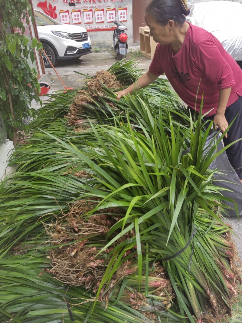 贵州五香草，原产地发货，诚信经营，欢迎采购商实地考察