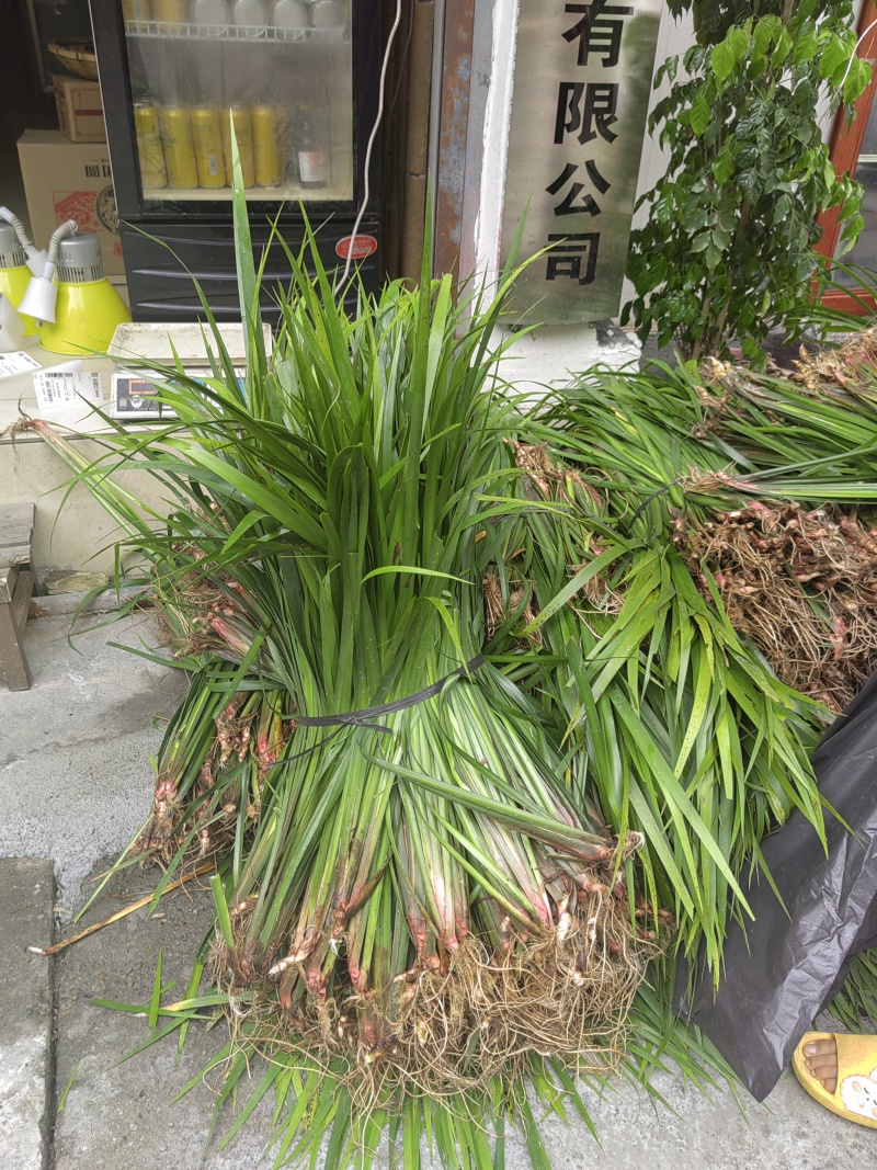 贵州五香草，原产地发货，诚信经营，欢迎采购商实地考察