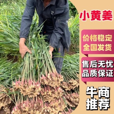 云南小黄姜电商姜基地直供小黄姜二黄姜均有货，量大从优。