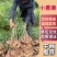 云南小黄姜电商姜基地直供小黄姜二黄姜均有货，量大从优。