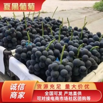 河北精品夏黑葡萄大量上市质量好，价格便宜量大价格便宜