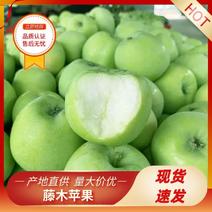 河北苹果精品藤木苹果大量上市产地货源量大从优