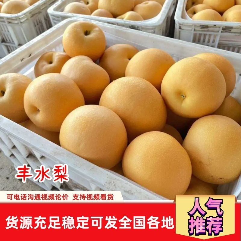 河北万亩精品绿宝梨大量上市产地直发量大从优欢迎来