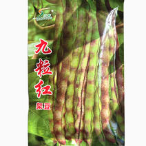 九粒红架豆种子四季豆菜种籽豆角芸豆籽春秋季播种