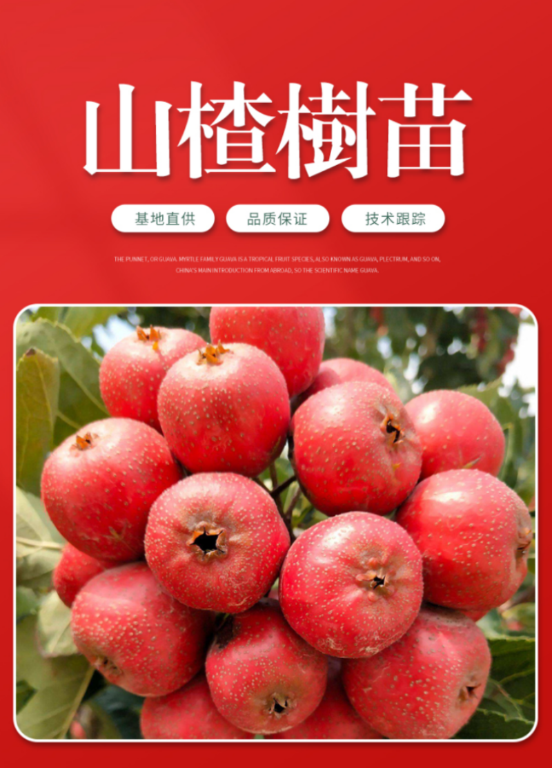 山楂树苗甜红子山楂苗现挖现发合同发货