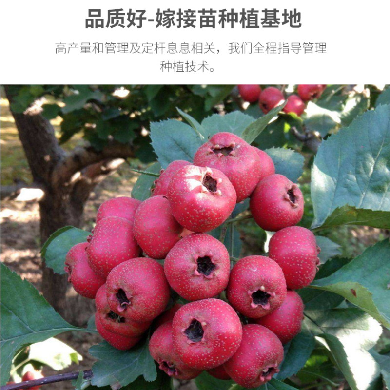 山楂树苗甜红子山楂苗现挖现发合同发货