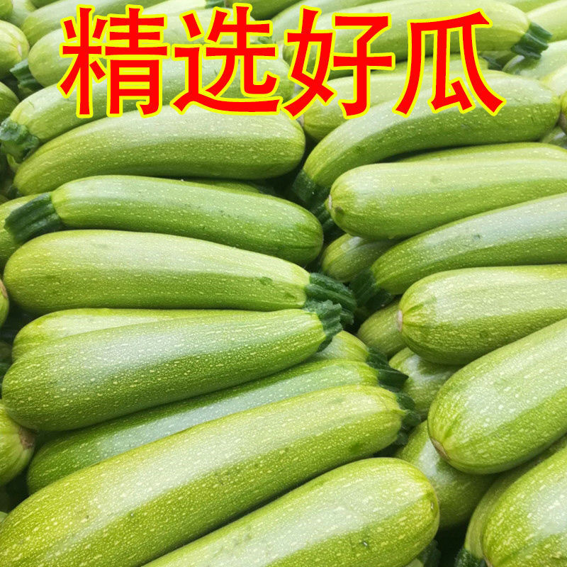 【西葫芦】连云港绿皮西葫芦大量供应对接各大市场电商