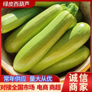 【绿皮西葫芦】江苏西葫芦常年供应可视频看货品质保证