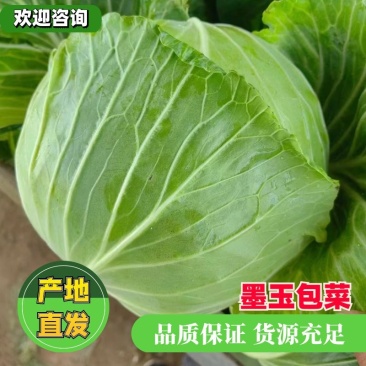 精品墨玉50.60扁包菜厚叶质量好个头大产地直发承接商超
