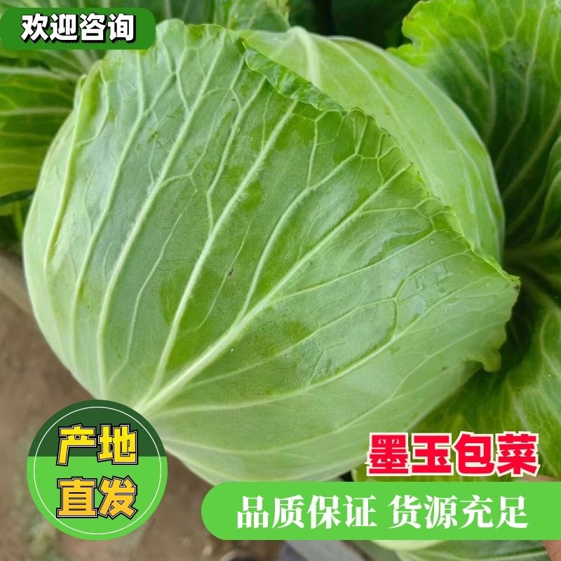 精品墨玉50.60扁包菜厚叶质量好个头大产地直发承接商超