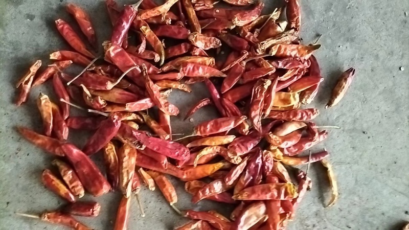 花皮椒（捡皮，二红）干辣椒对接电商市场商超等各类客户