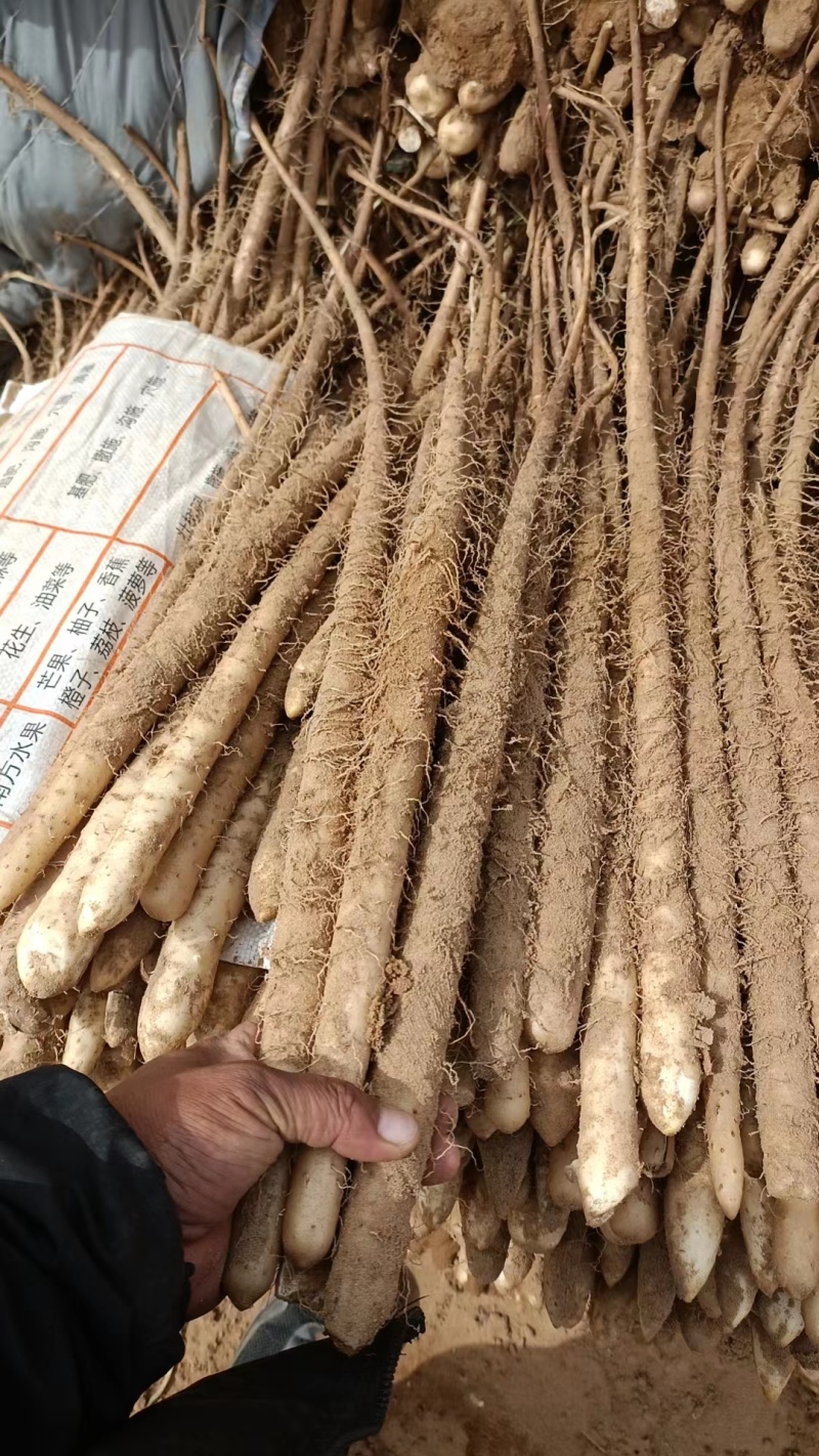 【现挖现发】河北铁棍山药，货源充足，全国发货，批量走货