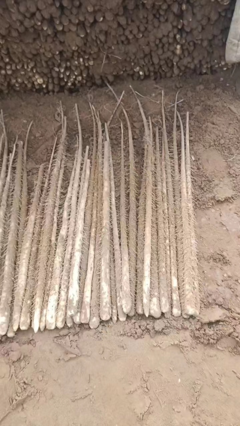 【现挖现发】河北铁棍山药，货源充足，全国发货，批量走货