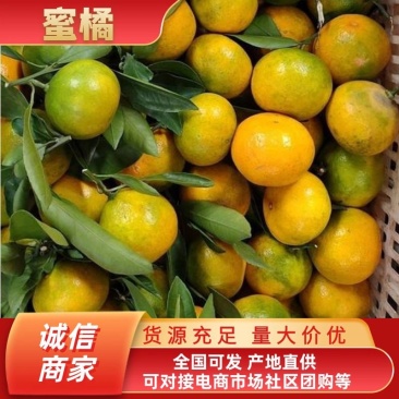蜜橘货源充足味道鲜甜多汁可视频看货欢迎订购