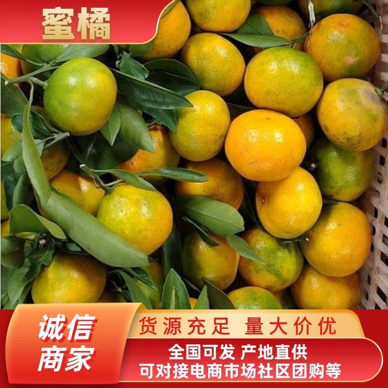 蜜橘货源充足味道鲜甜多汁可视频看货欢迎订购