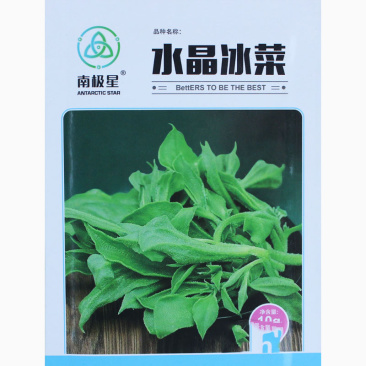 冰菜种子台湾进口早熟非洲冰草抗病强四季种植新籽