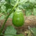 绿罐茄种子绿美118绿冠杂交绿圆茄子种子中晚熟抗病高产