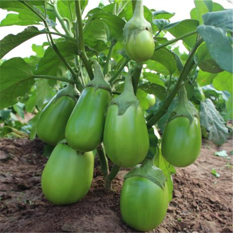 绿罐茄种子绿美118绿冠杂交绿圆茄子种子中晚熟抗病高产