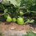 大田绿罐茄种子油绿圆茄杂交绿圆茄子种子高产抗病性强