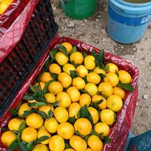 爱媛果冻橙货源充足产地直发可视频看货