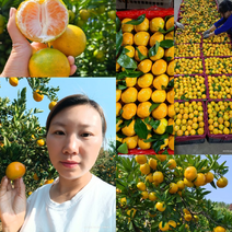 湖北宜昌高山特早蜜橘叶橘柑桔大量电商市场一手货源欢迎来电