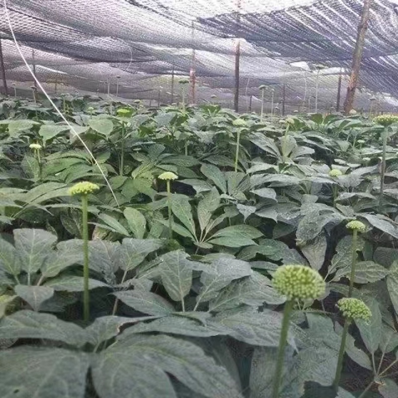 云南精品三七花大量上市产地一手货源欢迎来电咨询