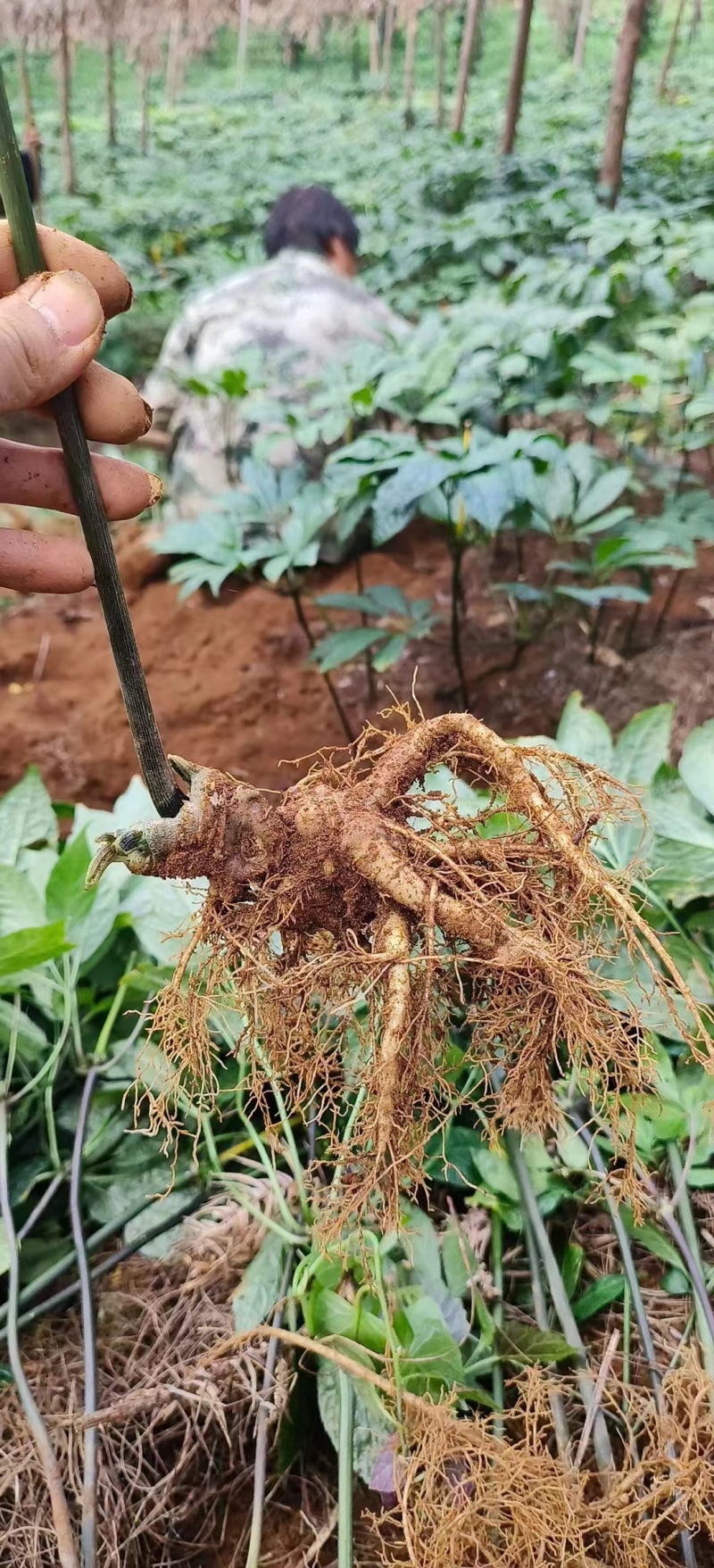 云南精品三七花大量上市产地一手货源欢迎来电咨询