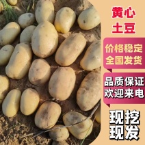 陕北v7土豆陕西周边产区土豆直发货源充足供应全国市场