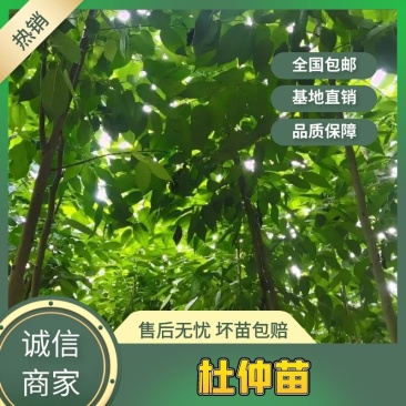 【清地处理】4至5公分杜仲树苗低价处理