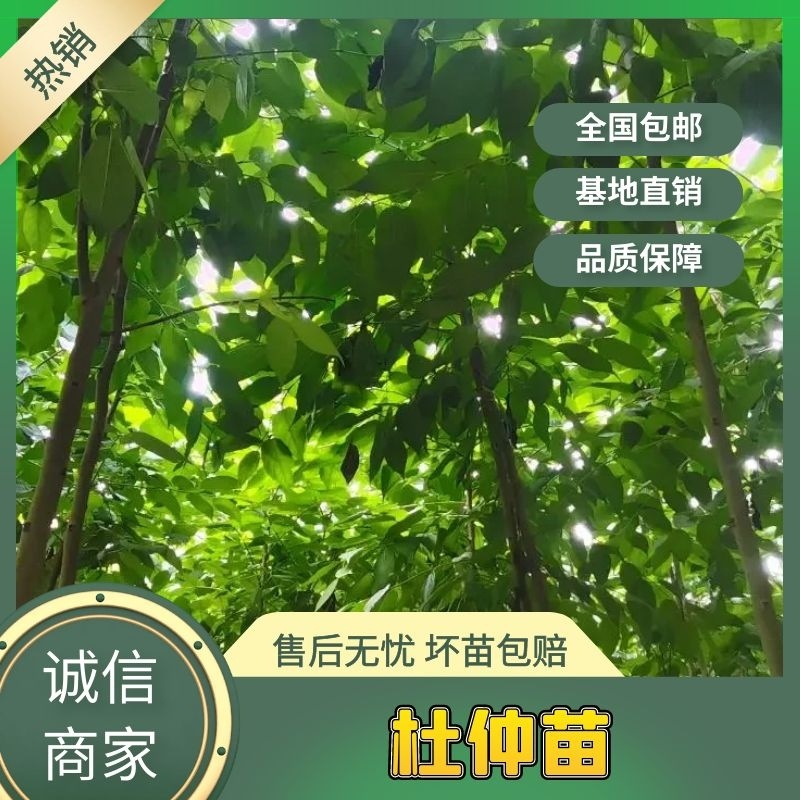 【清地处理】4至5公分杜仲树苗低价处理