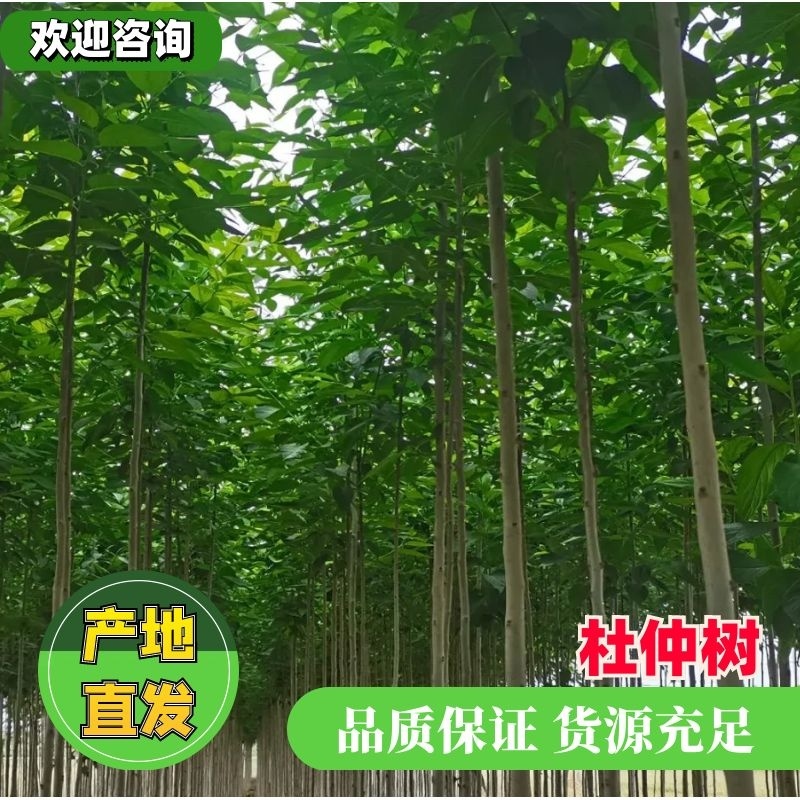 【清地处理】杜仲树清地处理，价钱你说的算，米径3～5公