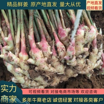 鲜姜，红芽姜大量上市了，产地直发欢迎来电咨询