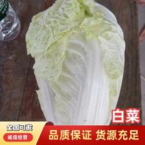 【牛商】精品黄心白菜产地直发一手货源价优保质欢迎
