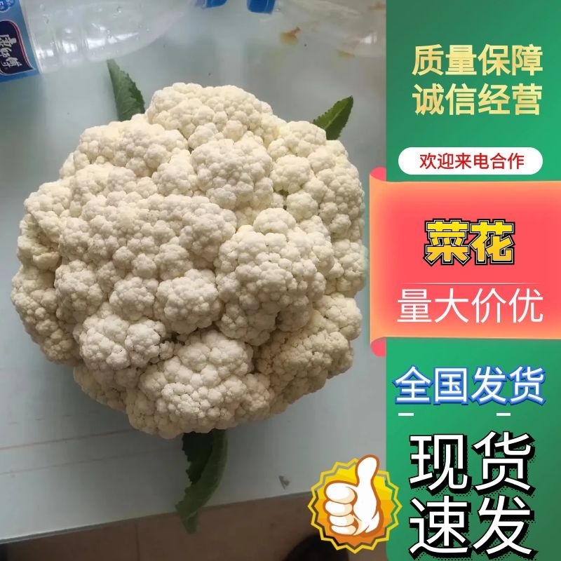 【推荐】精品有机花菜一手货源代发全国保质保量欢迎