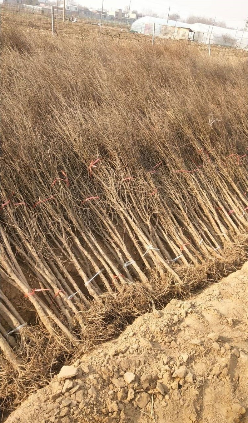 大红袍石榴苗根系发达现挖现发可以实地考察签合同