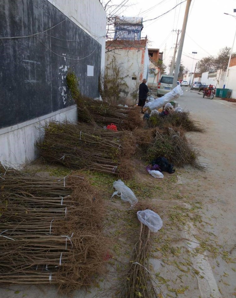 大红袍石榴苗根系发达现挖现发可以实地考察签合同