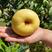 黄金帅苹果苗根系发达现挖现发可以实地考察签合同