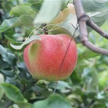红富士苹果苗烟富10号苗根系发达现挖现发可以实地考察