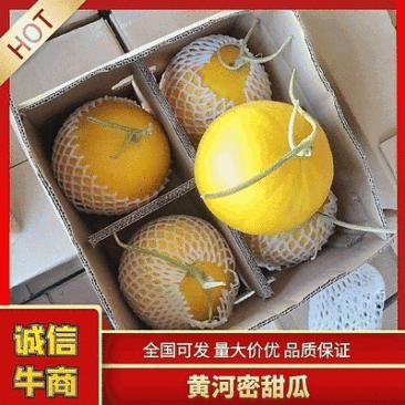 黄河密甜瓜，优质甜瓜品质高，常年发新疆各地
