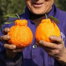 丑橘树苗根系发达现挖现发可以实地考察签合同