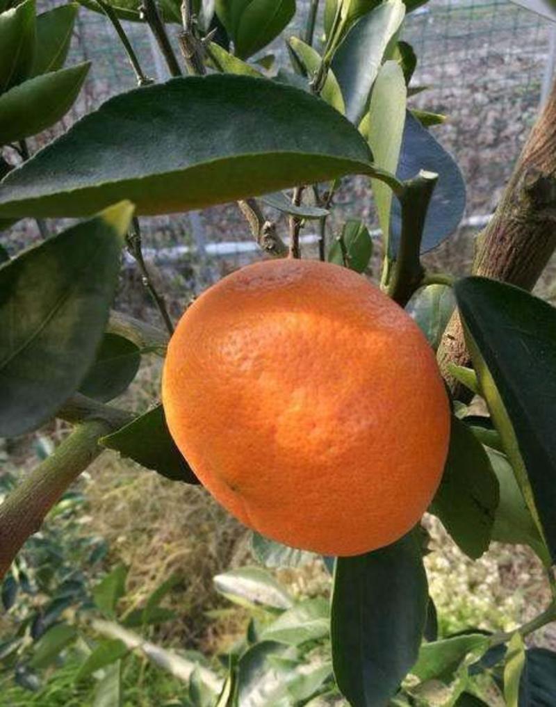 四川明日见柑橘苗根系发达现挖现发可以实地考察签合同
