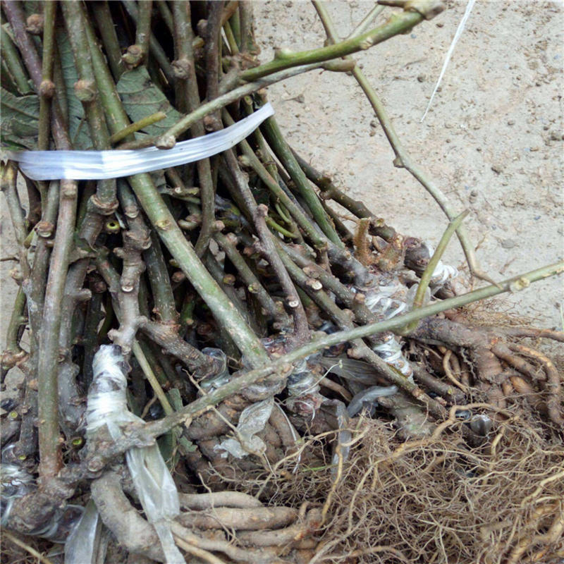 徐香猕猴桃苗根系发达现挖现发可以实地考察签合同