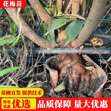 梅花盆栽~梅花老桩一手货源~产地直供~量大从优提供技术
