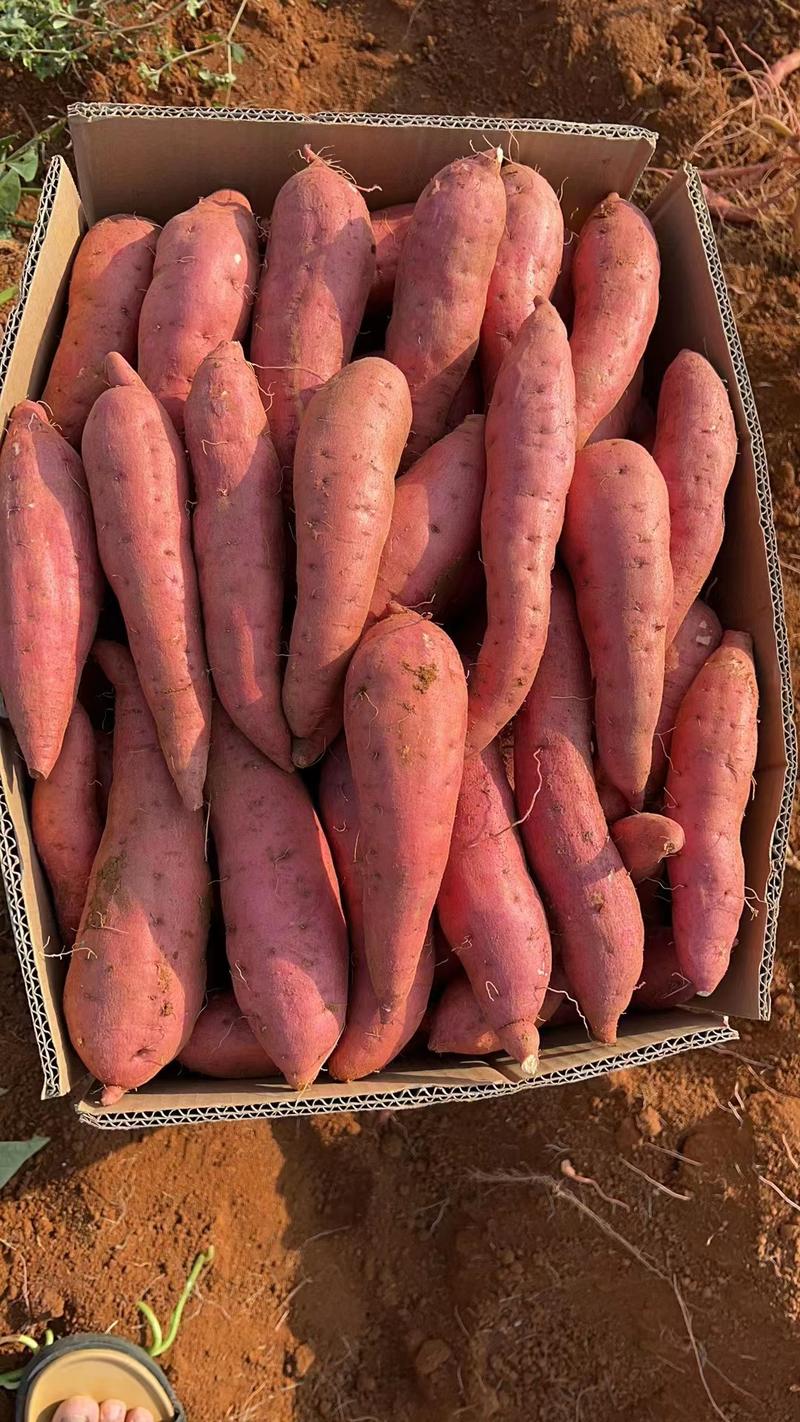 西瓜红红薯大量供应量大从优欢迎咨询