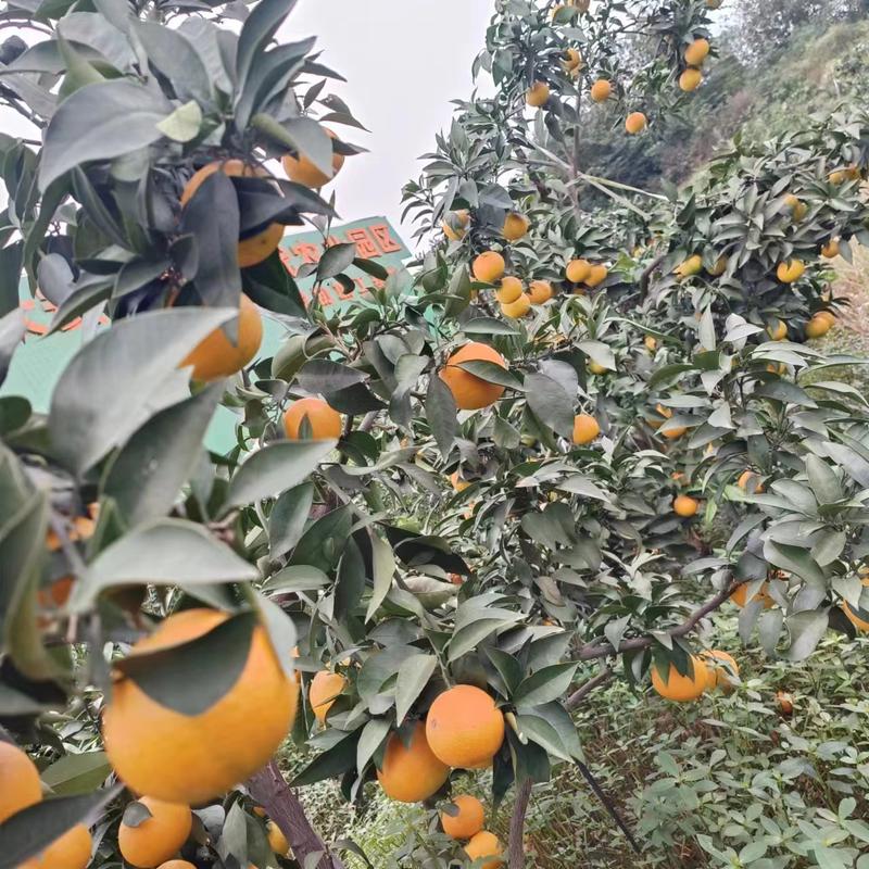 四川爱媛橙大量现货产地直发一手货源对解电商批发商