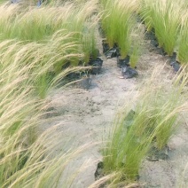 细叶针茅苗圃基地直供长期批发观赏草水生植物价低物美