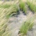 细叶针茅苗圃基地直供长期批发观赏草水生植物价低物美